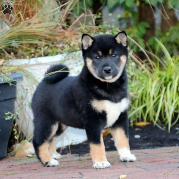 Royal, Shiba Inu Puppy