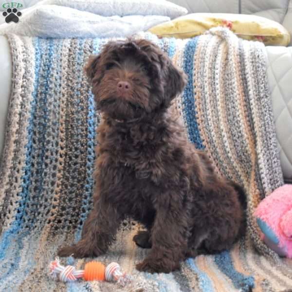 Ruby, Portuguese Water Dog Puppy