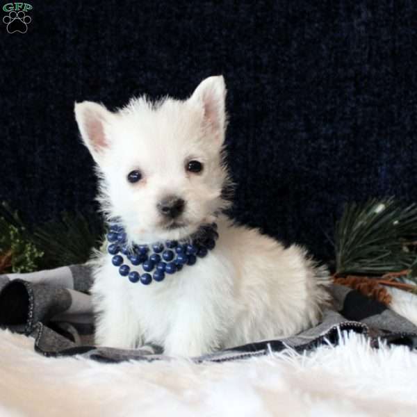 Sabrina, West Highland Terrier Puppy