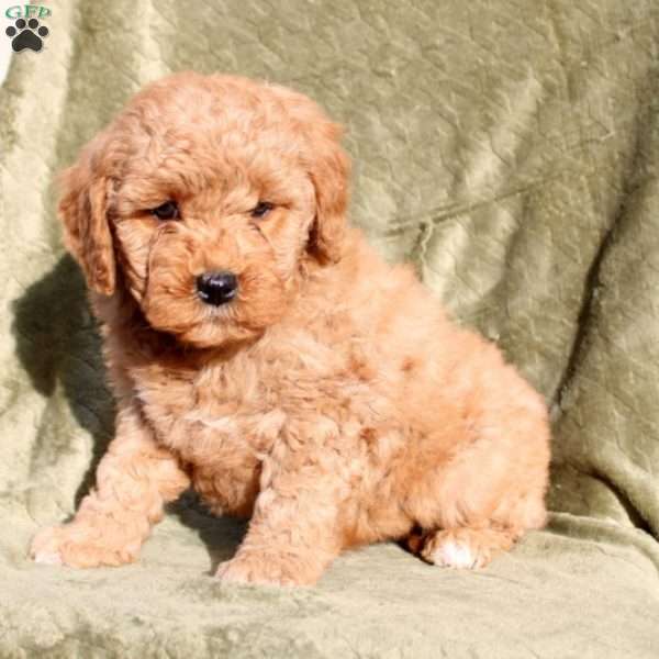 Sally, Mini Goldendoodle Puppy