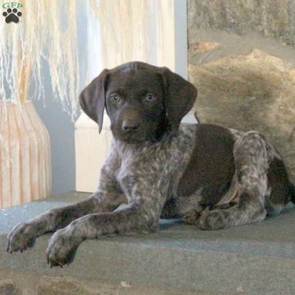 Sampson, German Shorthaired Pointer Puppy