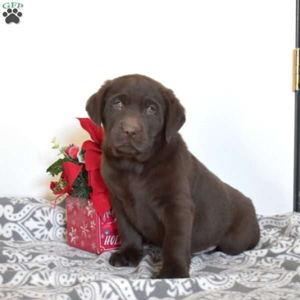 Sarge, Chocolate Labrador Retriever Puppy