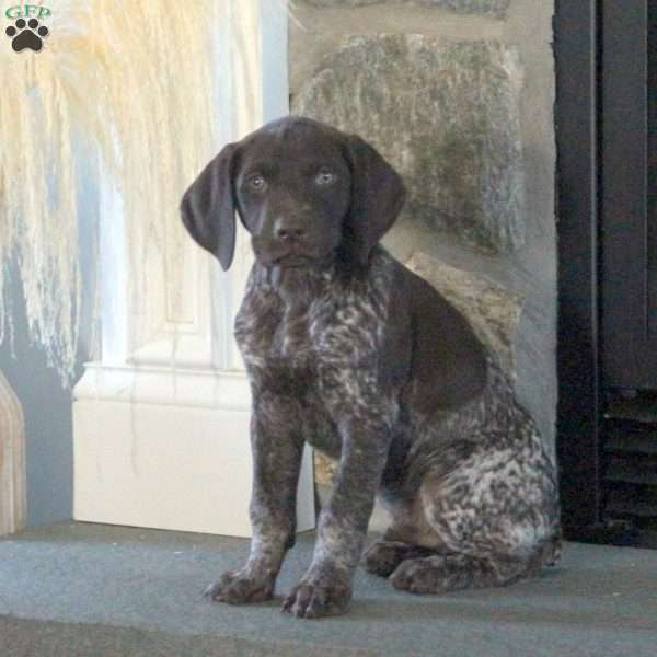 Scout, German Shorthaired Pointer Puppy