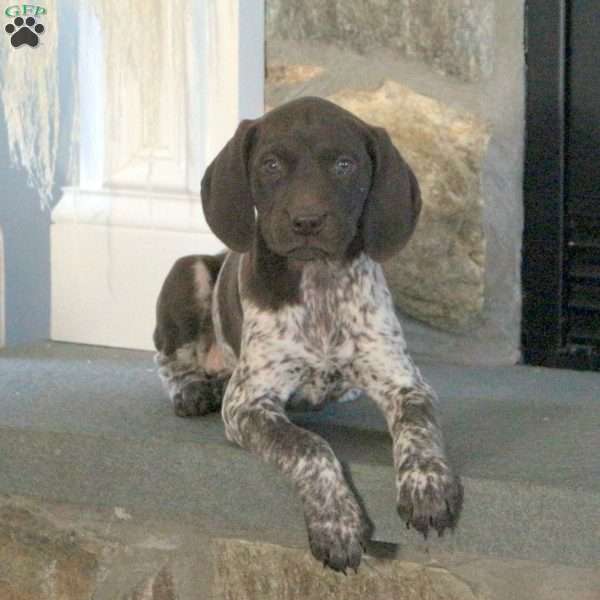 Shiloh, German Shorthaired Pointer Puppy