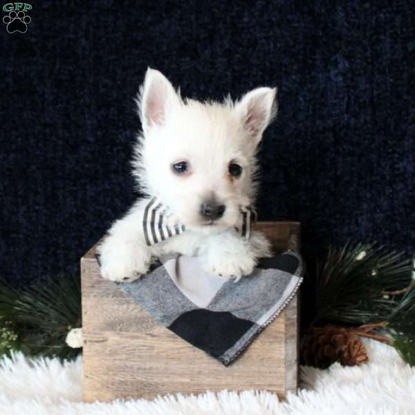 Shiloh, West Highland Terrier Puppy