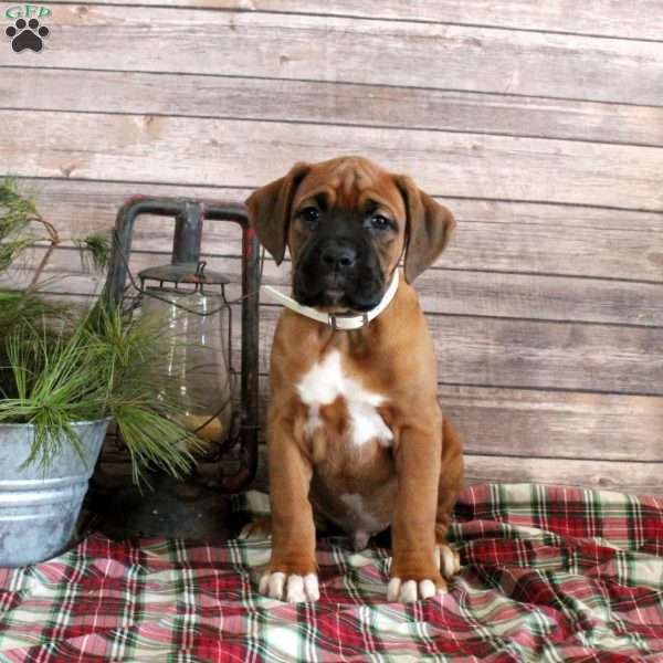 Silas, Boxador Puppy