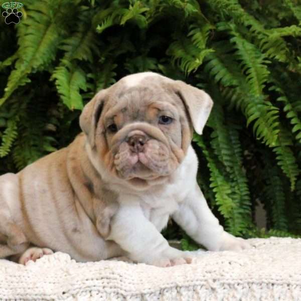 Smores, English Bulldog Puppy