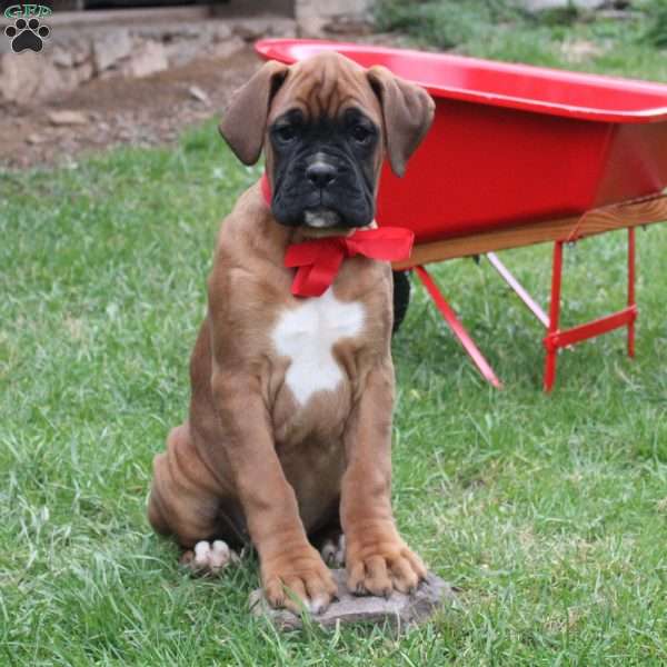 Snickers, Boxer Puppy