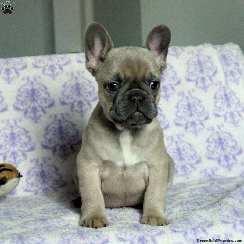 Sonny - French Bulldog Puppy For Sale in Pennsylvania