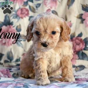Cockapoo Puppies for Sale - Greenfield Puppies