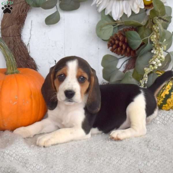 Sophie, Beagle Puppy