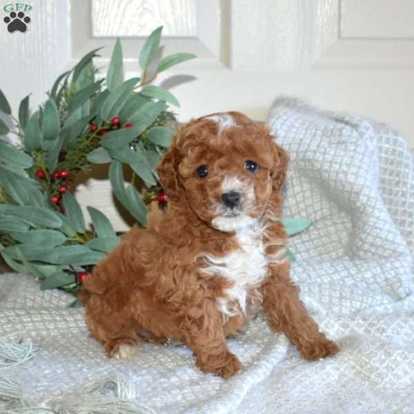 Sophie, Toy Poodle Puppy