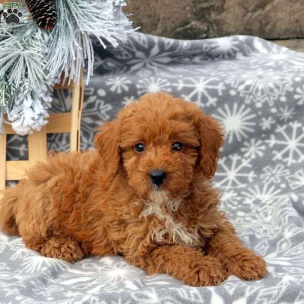 Sparky, Mini Labradoodle Puppy