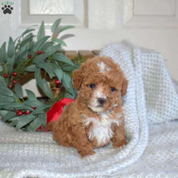 Star, Toy Poodle Puppy