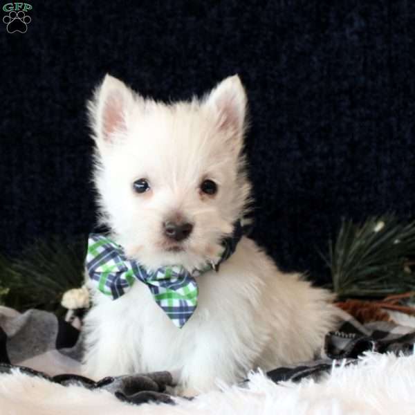 Sterling, West Highland Terrier Puppy