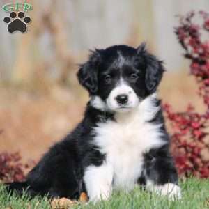 Red short haired border collie puppies for sales sale