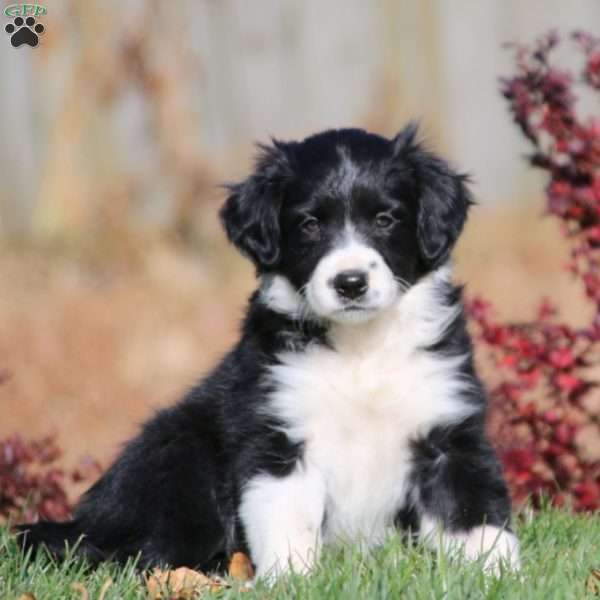 Sweets, Border Collie Mix Puppy