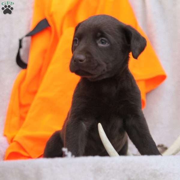 Tanner, Chocolate Labrador Retriever Puppy