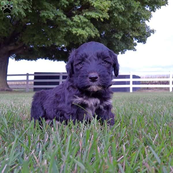 Tanner, Portuguese Water Dog Puppy