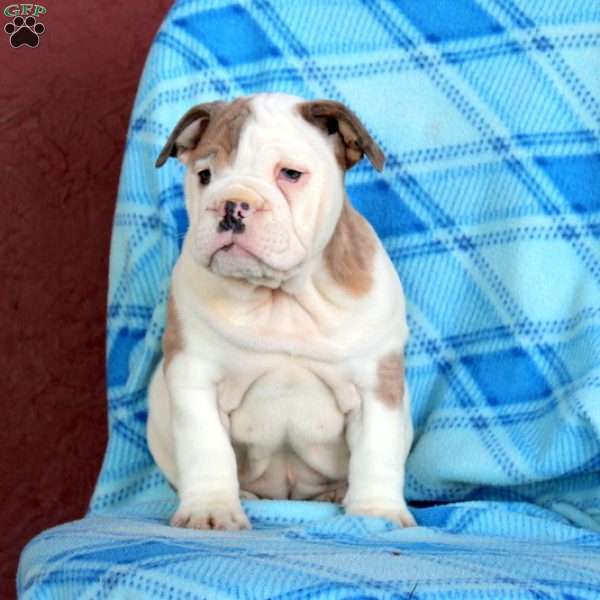 Tessa, English Bulldog Puppy