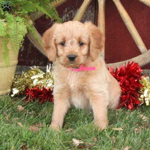 Tessie, Mini Labradoodle Puppy