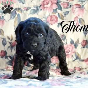 Cockapoo Puppies for Sale - Greenfield Puppies