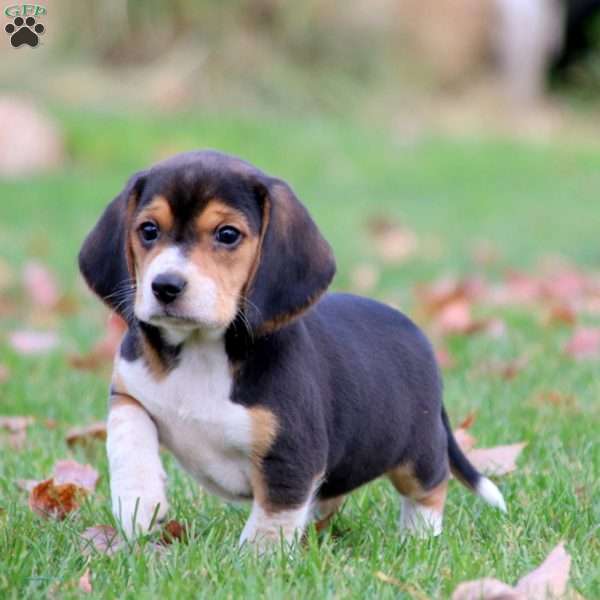 Thursday, Beagle Puppy