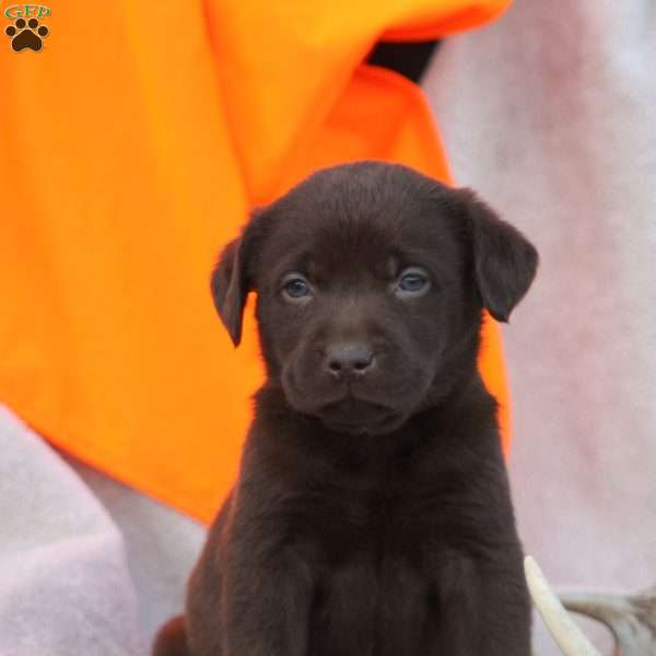 Timmy, Chocolate Labrador Retriever Puppy