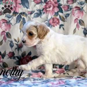 Cockapoo Puppies for Sale - Greenfield Puppies