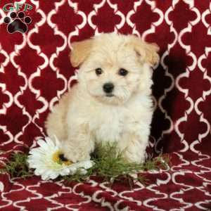 Yorkie chon puppies for sale hot sale near me