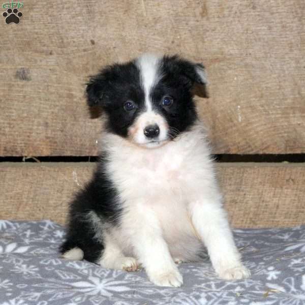 Tina, Border Collie Puppy