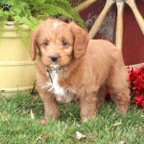 Toby, Mini Labradoodle Puppy