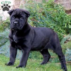 Cane Corso Puppies For Sale