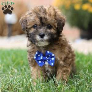 Greenfield puppies cheap shih poo