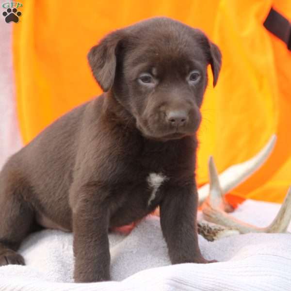 Todd, Chocolate Labrador Retriever Puppy