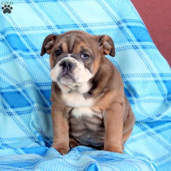 Tori, English Bulldog Puppy