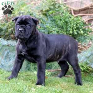 Cane Corso Puppies For Sale