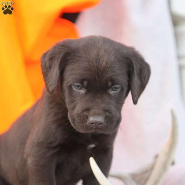 Tucker, Chocolate Labrador Retriever Puppy