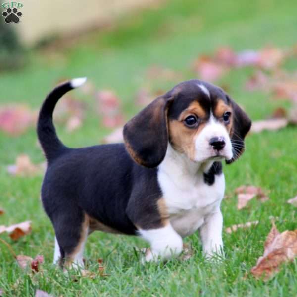 Tuesday, Beagle Puppy