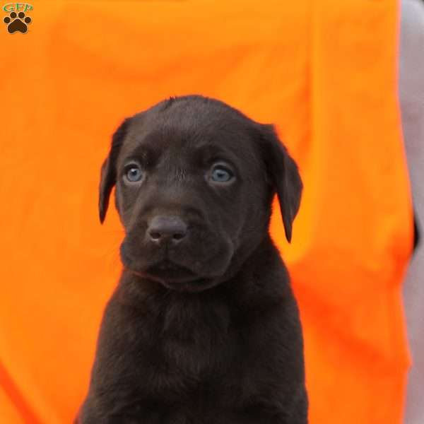 Tux, Chocolate Labrador Retriever Puppy