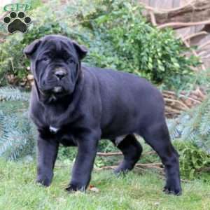 Greenfield puppies cane sales corso