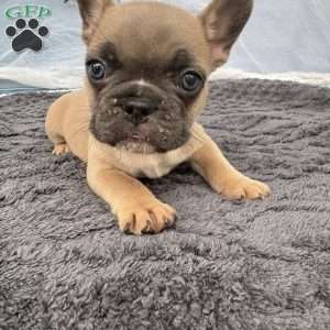 French Bulldog Puppies For Sale - Greenfield Puppies