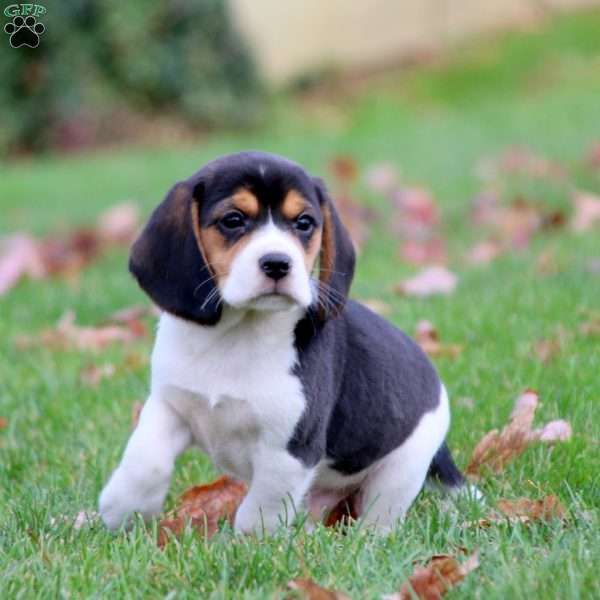 Wednesday, Beagle Puppy