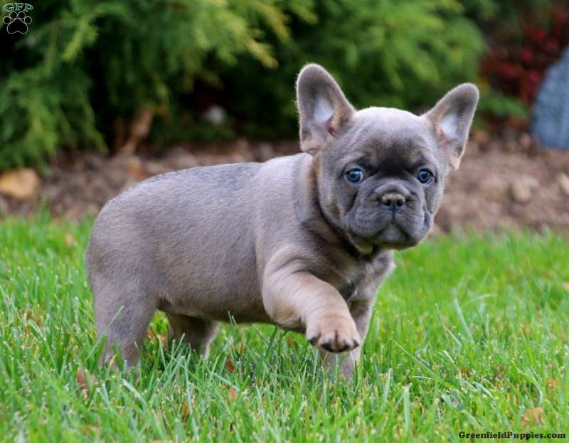 Wendy - French Bulldog Puppy For Sale in Pennsylvania
