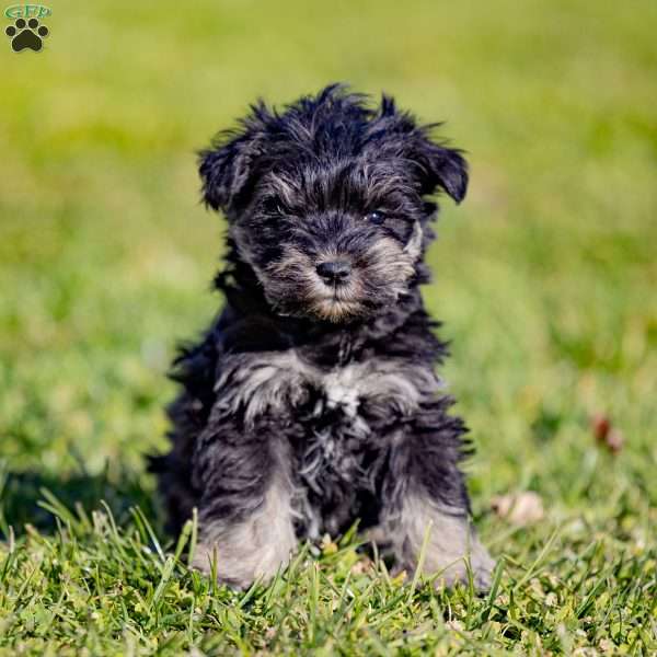 Wesley, Miniature Schnauzer Puppy