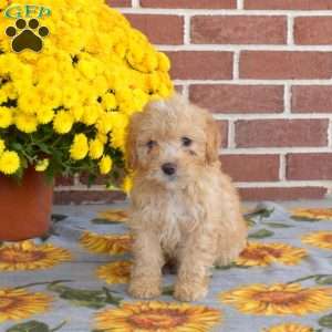 Toy poodle for sale hotsell near me