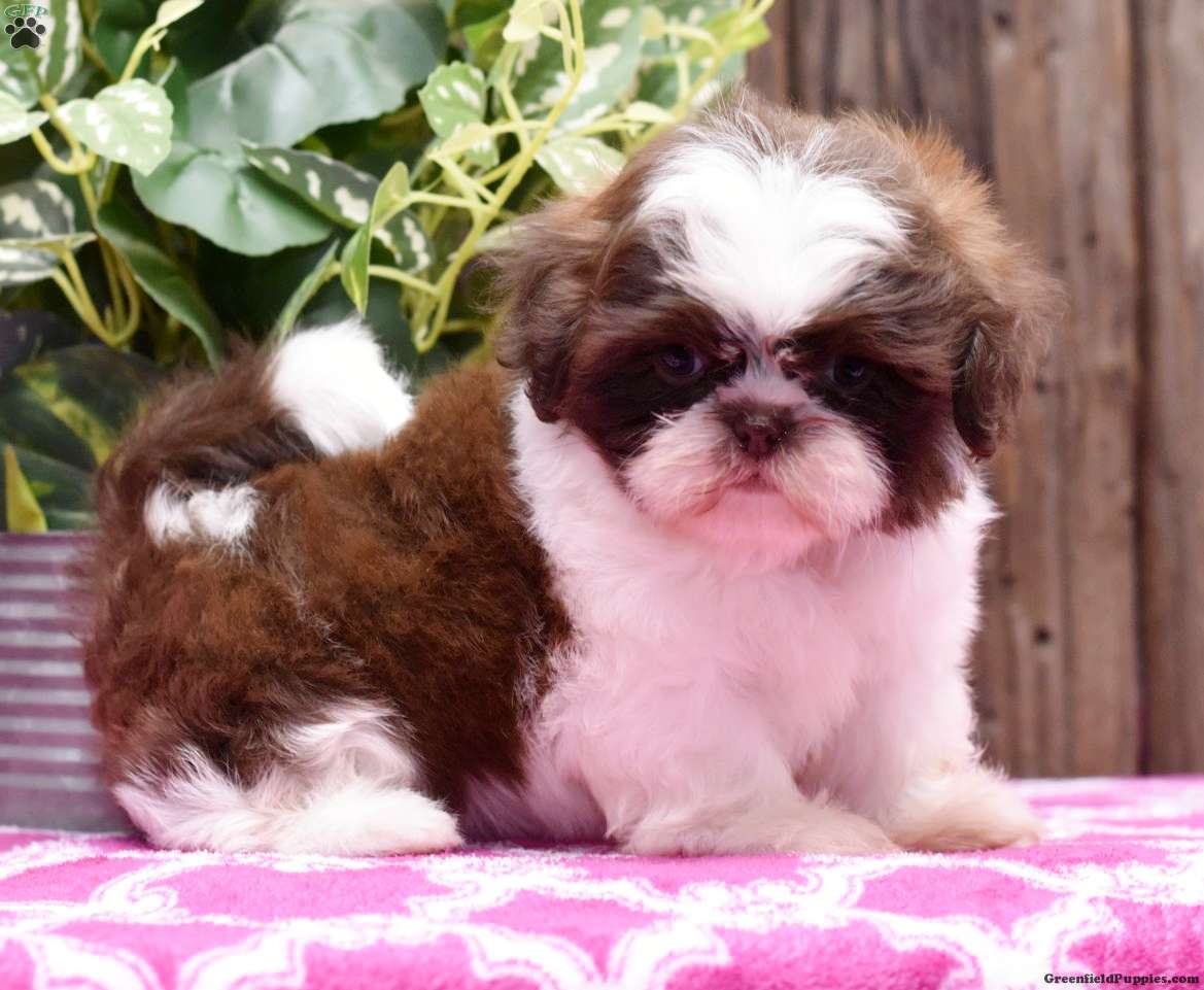 Ashley Shih Tzu Puppy For Sale in Ohio