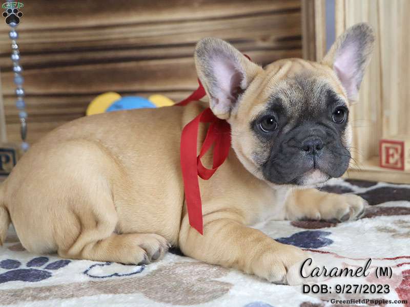 Caramel - French Bulldog Mix Puppy For Sale in Pennsylvania