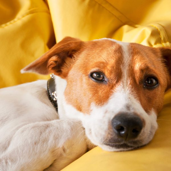 dog relaxing on yellow couch