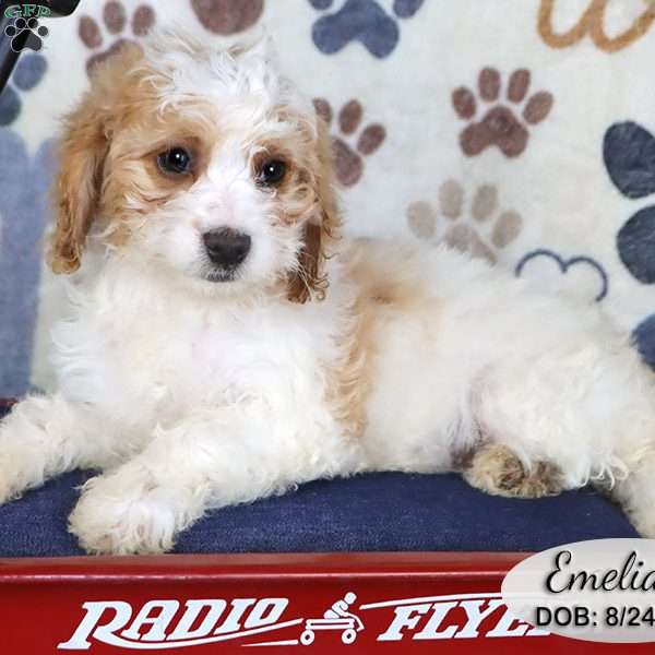 Emelia, Miniature Poodle Mix Puppy
